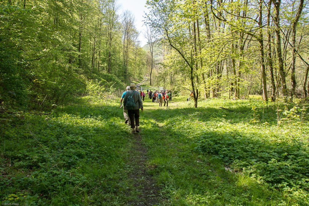 Wandergruppe im Frühlingswald